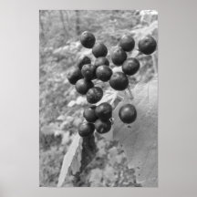 Grands raisins ! posters