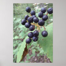 Grands raisins ! posters