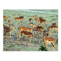 grant gazelle herd post cards