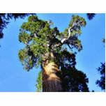 Grant Trees Sequoias Bark Branches Acrylic Cut Out