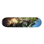 Grant Trees Sequoias Bark Branches Skateboard