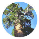 Grant Trees Sequoias Bark Branches Round Sticker