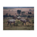 Grant's Zebra - Fighting Postcards