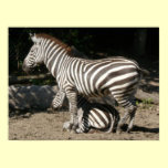 Grant's Zebras, Adult and Foal posters