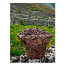 Grape harvest postcards