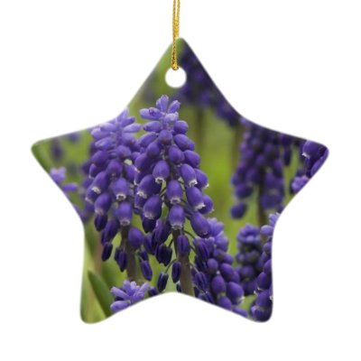 Grape Hyacinth Bulbs Ornament by PerennialGardens