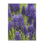 Grape Hyacinth Bulbs Postcard