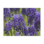 Grape Hyacinth Bulbs Postcards