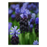 grape hyacinth greeting cards