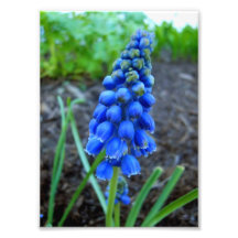 grape hyacinth photographic print