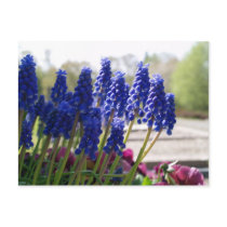 Grape Hyacinth Post Cards