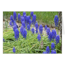 Grape Hyacinths Greeting Cards