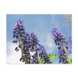 Grape Hyacinths ~ postcard