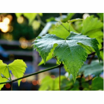 Grape Leaf Leaves Green Acrylic Cut Outs by lifesphere