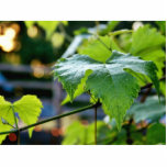 Grape Leaf Leaves Green photo sculptures