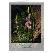 Grape Soda Lupine - Native Notecard
