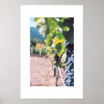 Grape Vine at Napa Valley Winery posters
