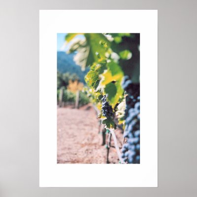 Grape Vine at Napa Valley Winery Poster by MaryGrayce