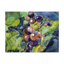 grape vine fruit still life art post card postcard