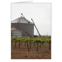 Grape Vines Growing at McConnell Estates Winery Cards