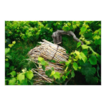 Grape vines photographic print