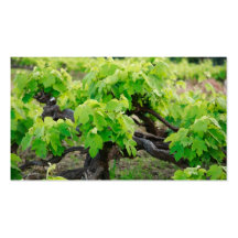 Grape vines - Pocket calendar Business Cards