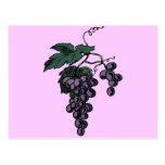 Grape Vines Postcard