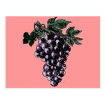 Grape Vines Postcard