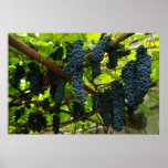 Grape vines posters