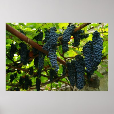 Grape vines poster by gavila_pt