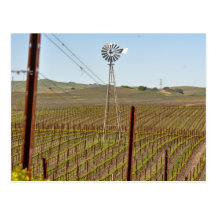 Grape Vineyard in Spring Postcards