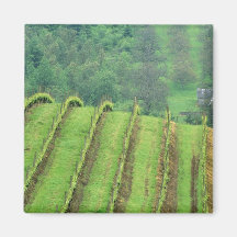 Grape Vineyards near Newberg Oregon Magnets