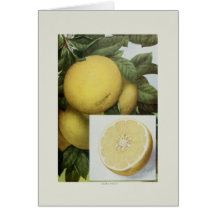 Grapefruit Cards