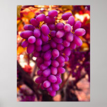 Grapes, Cesar Chavez Symbol