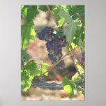 Grapes in Winery Canvas posters