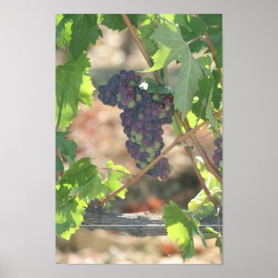 Grapes in Winery Canvas Print by pattirm1