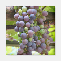 Grapes magnets
