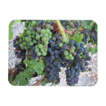Grapes on the Vine, Aron Hill Vineyard Vinyl Magnets