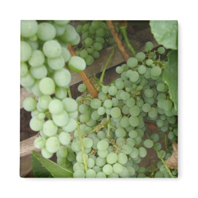 Grapes on the Vine Refrigerator Magnet by pier0045
