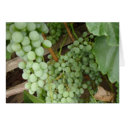 Grapes on the Vine - Napa and Tuscan Decor Greeting Card by pier0045