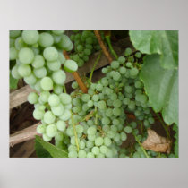 Grapes on the Vine Posters