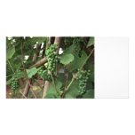 Grapes Photo Card