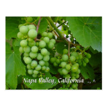 Grapes Photograph Souvenir Post Card