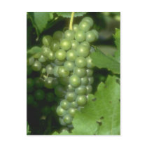 Grapes Postcards