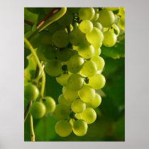Grapes Print