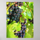 Grapes Print