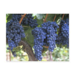 Grapes Ready for Harvest Post Card