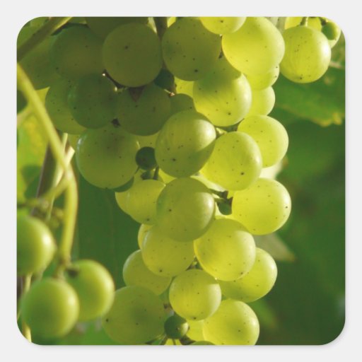 Grapes Stickers