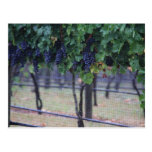 Grapes Vines Postcard