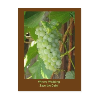 grapes, Winery Wedding Save the Date! by pier0045